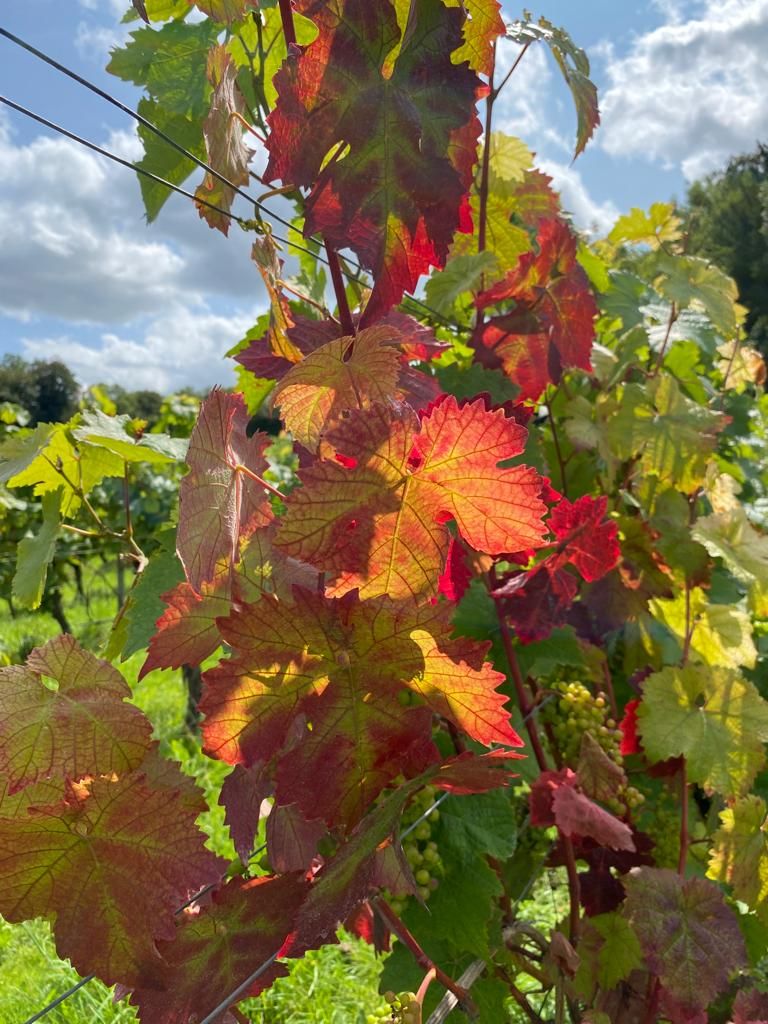sally vines